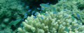   Taken Eilat Japanese gardens. Just touch little levels hue saturation crop satisfy my taste. Panasonic TZ5 72mm 35mm equivalent build flash.my first entry gardens taste flash. flash  